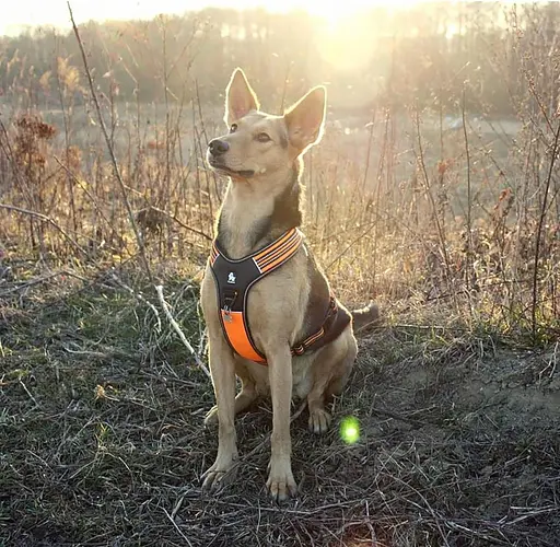 Світловідбивна шлейка для собак Truelove з ручкою, розмір S, М'який жилет для домашніх тварин без витягування, міцний зовнішній - фото 7