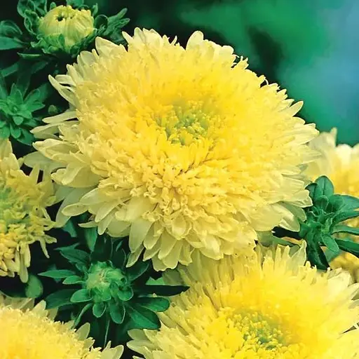 Семена Астра Насіння України Принцесса Александра 0.25 г (772300) - фото 2