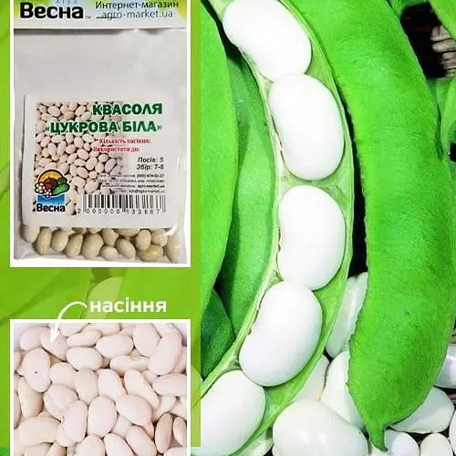 Квасоля "Цукрова біла" (Зипер) ТМ "Весна" 5г (22910) - фото 1