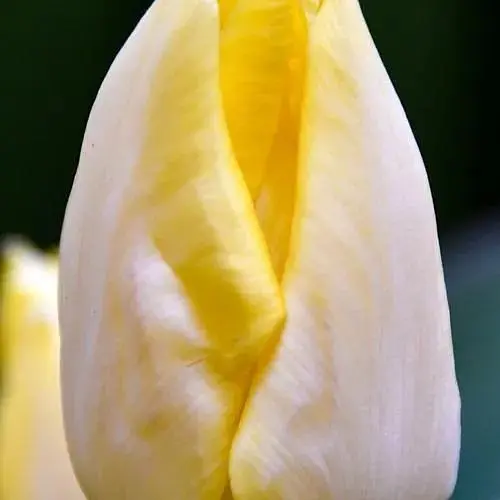 Тюльпан "Sunny Prince" (186273) 2 шт - фото 1