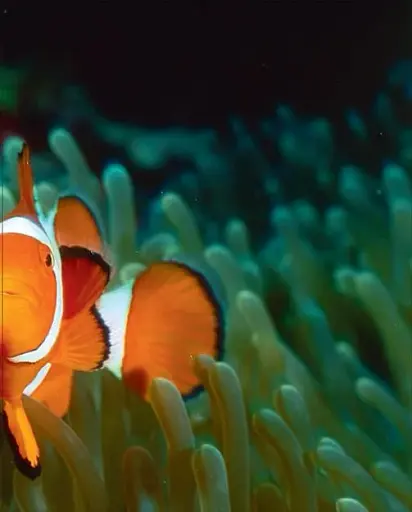 Underwater photography - фото 3