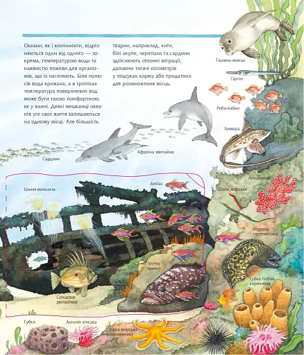 Досліджуємо морських тварин - фото 3