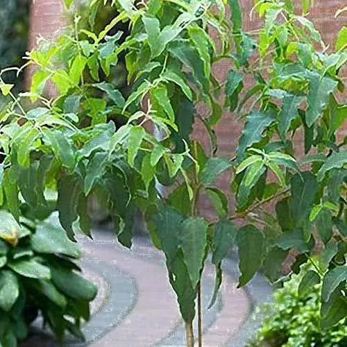 Эвкалипт комнатный лимонный "Флагман" 2х летний саженец высота 50-60см (182584) 1 саженец - фото 1