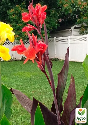 Канна Темнолиста "Red King Humbert" (176268) 1 шт - фото 2