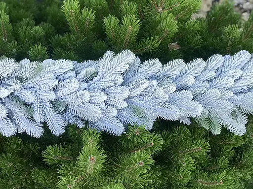 Гірлянда хвойна Hvoya Lux лита засніжена 1.2 м - фото 5