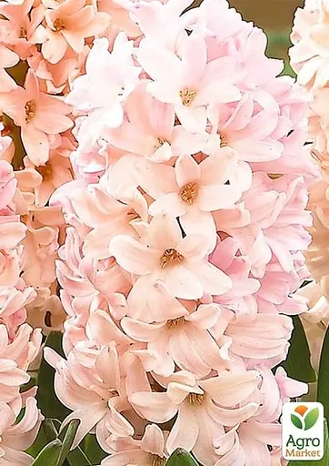 Гиацинт "Apricot Passion" (17241) 2 шт - фото 2