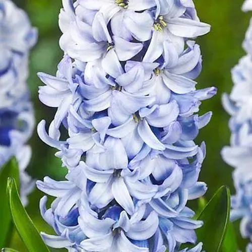 Гиацинт "Blue Eyes" (размер 14/15, большой) 2 шт (25547) - фото 1