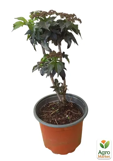 Бузина чорна Black Tower (Sambucus nigra Black Tower) вазон С2 (185106) 1 саженец Нідерланди - фото 2