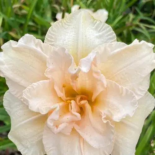 Лилейник "Land of Cotton" 1 шт (40981) - фото 1