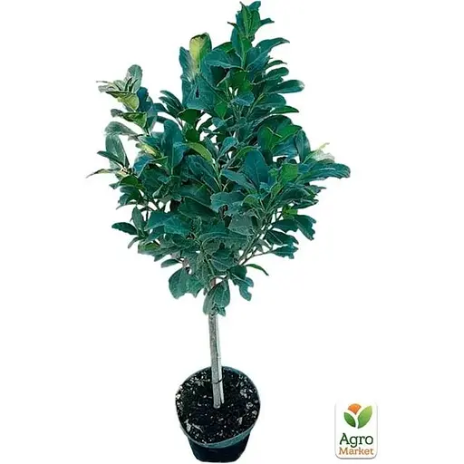 Лавровишня лекарственная на штамбе Agro-Market Novita С7.5 высота 100-110 см (182851) 1 саженец в упаковке - фото 2
