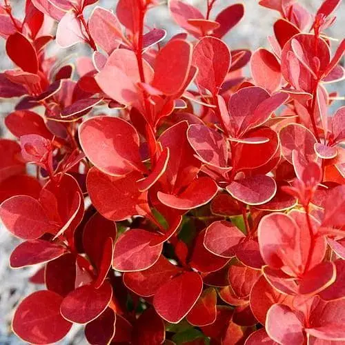 Барбарис Тунберга 2-х річний "Orange Dream" С2 (188047) 1 саженец - фото 1