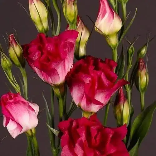 Эустома махровая "Adom Red" укоренена в контейнере Р9 (51982) 1 саженец - фото 1