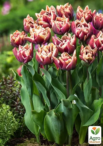 Тюльпан "Wyndham" (174813) 2 шт - фото 2