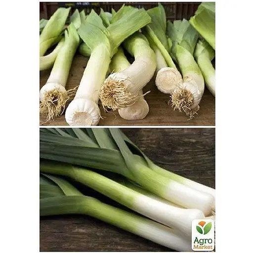 Лук "Порей" ТМ "Весна" 2г (13361) - фото 3