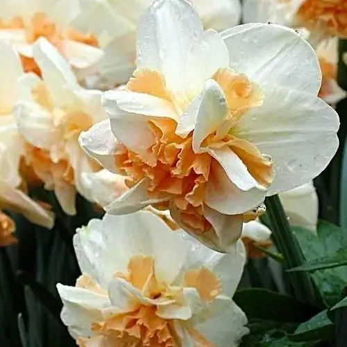 Нарцисс "Rosy Cloud" 2 шт (17160) - фото 1