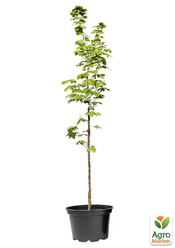 Граб обыкновенный "Fastigiata" С10 (180077) 1 саженец - фото 6