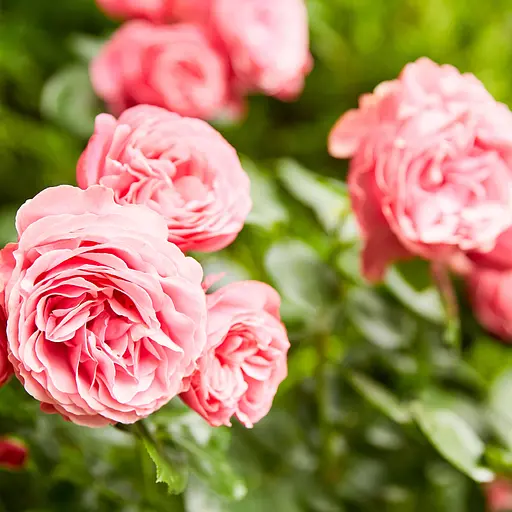 Тверде добриво тривалої дії для троянд COMPO 2 кг - фото 14