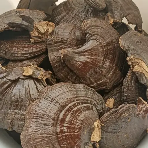 100 г гриб рейши сушеный- свежий урожай - фото 1