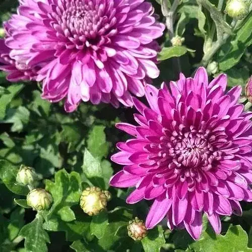 Хризантема мультифлора куляста "Diva Violet" (189660) 1 саженец - фото 1