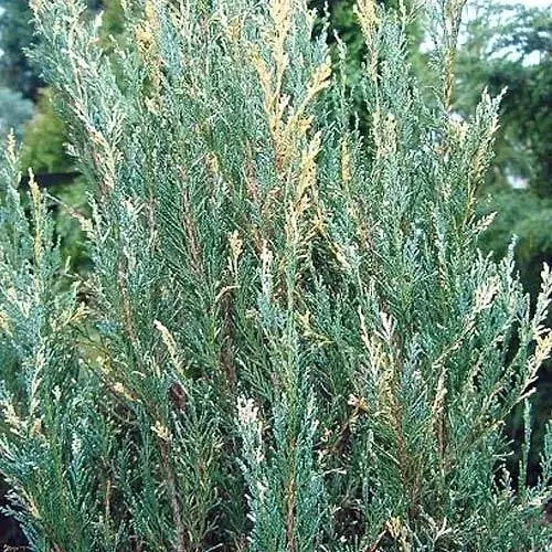 Можжевельник скальный "Silver Star" (контейнер Р9 высота 15-20 см) (39030) 1 саженец - фото 1