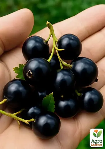 Смородина черная "Глаз Дракона" (ранний срок созревания крупноплодный сорт) (187566) 1 саженец - фото 2