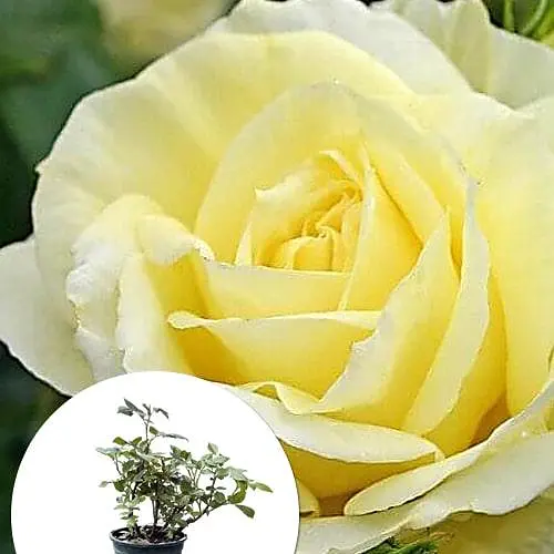 Роза в контейнере чайно-гибридная "Limona" (саженец класса АА+) (185752) 1 саженец - фото 3