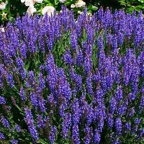 Шавлія Дубравна "Blue Field" (188221) 1 саженец - фото 1