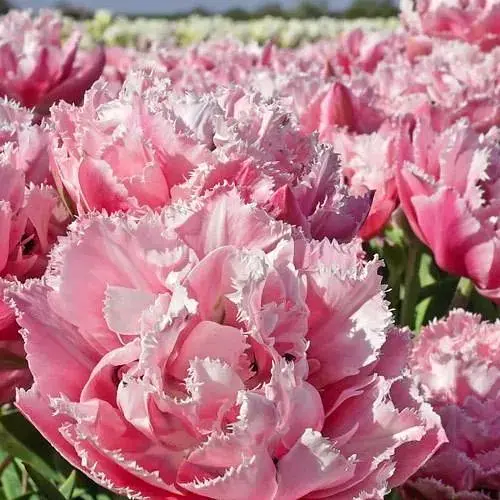 Тюльпан "Sugar Crystal" (186225) 2 шт - фото 1