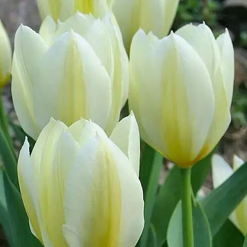 Тюльпан "Purissima" (186320) 2 шт - фото 1