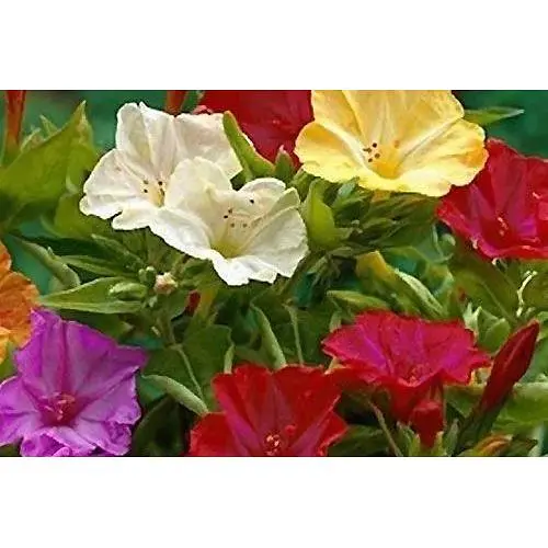 Мирабилис смесь Весна 3г (13271) - фото 1