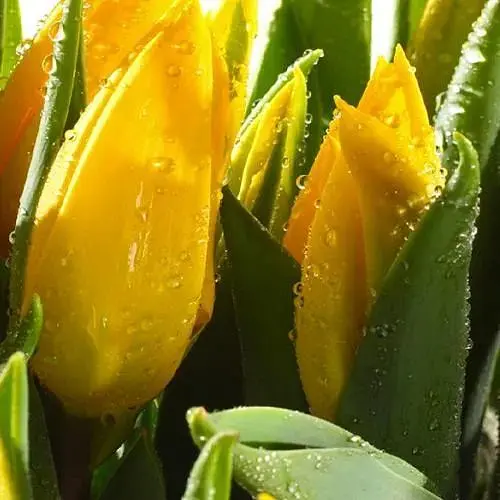 Тюльпан "Big Smile" (181268) 2 шт - фото 1