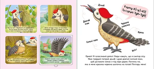 Познайомся і погладь: Лісові тварини - Ірина Потаніна (557587) - фото 4