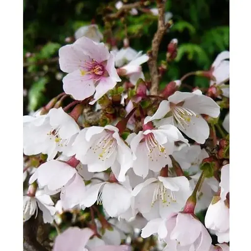 Сакура японская "Койо-но-май" (Prunus incisa Kojou-no-mai) вазон С2 (185104) 1 саженец Нидерланды - фото 1