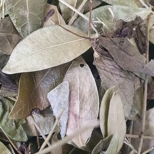 100 г барвінок трава сушена - свіжий урожай