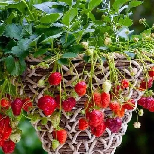 Клубника Ампельная Agro-Market "Клеттер Стар" (Kletter Star) (ремонтантный сорт с ароматом лесной земляники) (52649) 1 саженец в упаковке - фото 1