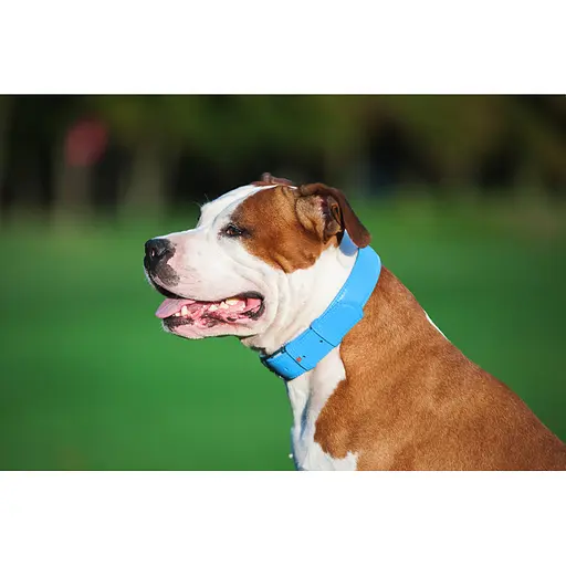 Нашийник для собак шкіряний Waudog Glamour з QR-паспортом без прикрас L Ш 25 мм Д 38-49 см блакитний - фото 5