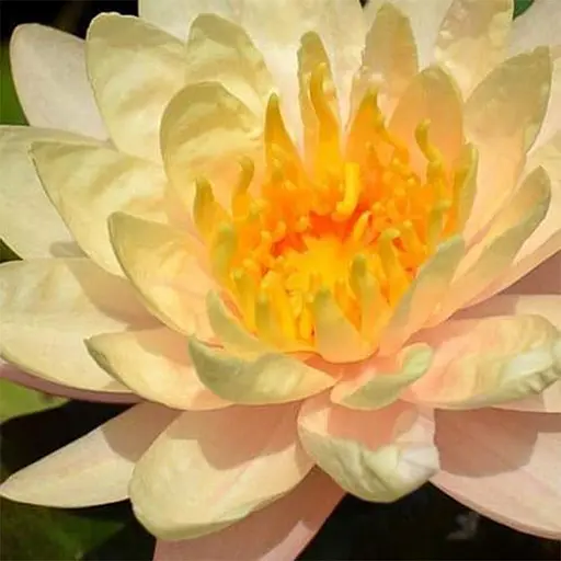 Нимфея Mangakala Ubol 1 саженец (185075)  - фото 1