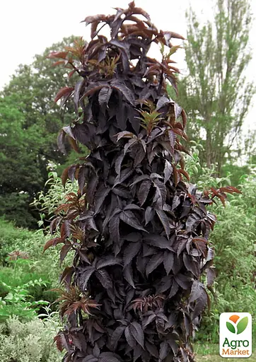 Бузина чорна Black Tower (Sambucus nigra Black Tower) вазон С2 (185106) 1 саженец Нідерланди - фото 4