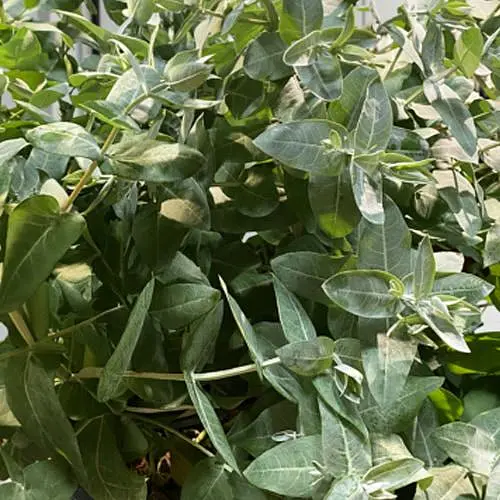 Эвкалипт шаровидный "StyX" С2 (185301) 1 саженец в упаковке - фото 1