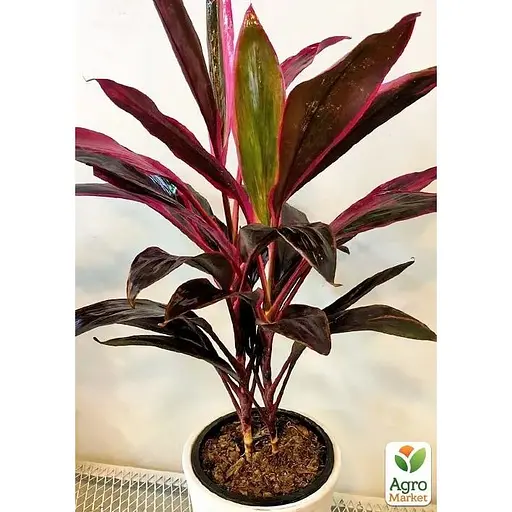 LMTD Кордилина Agro-Market Tango 35-45см (178897) 1 саженец в упаковке (комнатный) Нидерланды - фото 7