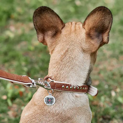 Нашийник для собак шкіряний Waudog Soft з QR-паспортом металічні прикраси Ш 20 мм Д 30-39 см коричневий - фото 4