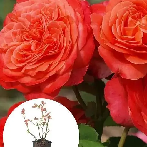 Роза шраб Agro-Market Emilien Guillot в контейнере, высший сорт (190047) 1 саженец в упаковке - фото 2