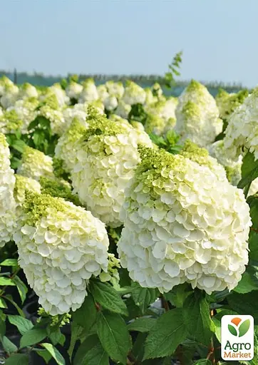 Гортензия 3-х летняя метельчатая "Magical Mont Blanc" (176642) 1 саженец - фото 2
