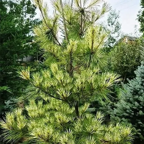 Сосна японская Agro-Market густоцветковая Oculus Draconis С7.5 высота 70-90 см 188141 1 саженец в упаковке - фото 1