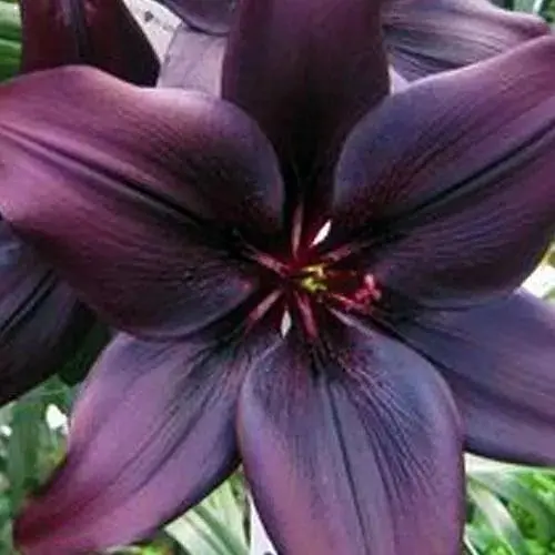 Лилия "Landini" 1 шт (17614) - фото 1