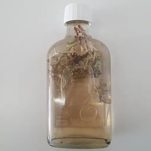 Настоянка на ісландському моху цетрарії 200 мл - фото 2