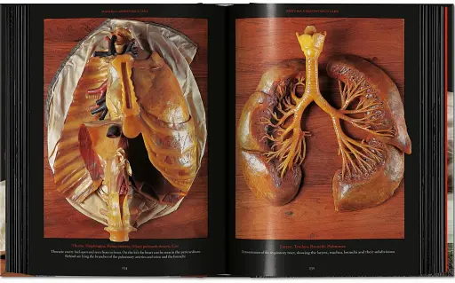 Anatomical Waxes. 45th Edition - фото 16