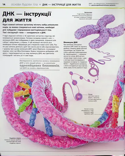 Енциклопедія знань. Тіло людини - фото 11