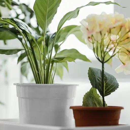 Спрей для листя COMPO 0.3 л - фото 9