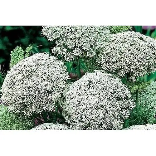 Аммі "Мрія флориста" (зіпер) Весна 0.1г (183411) - фото 1